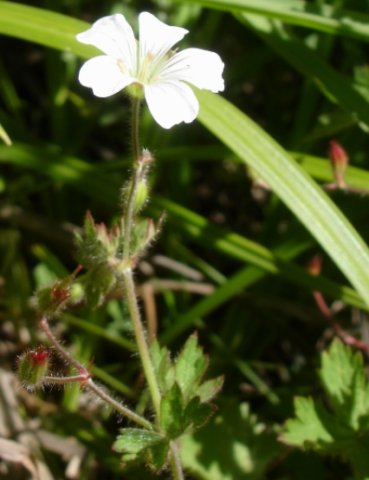 Geranium wakkerstroomianum